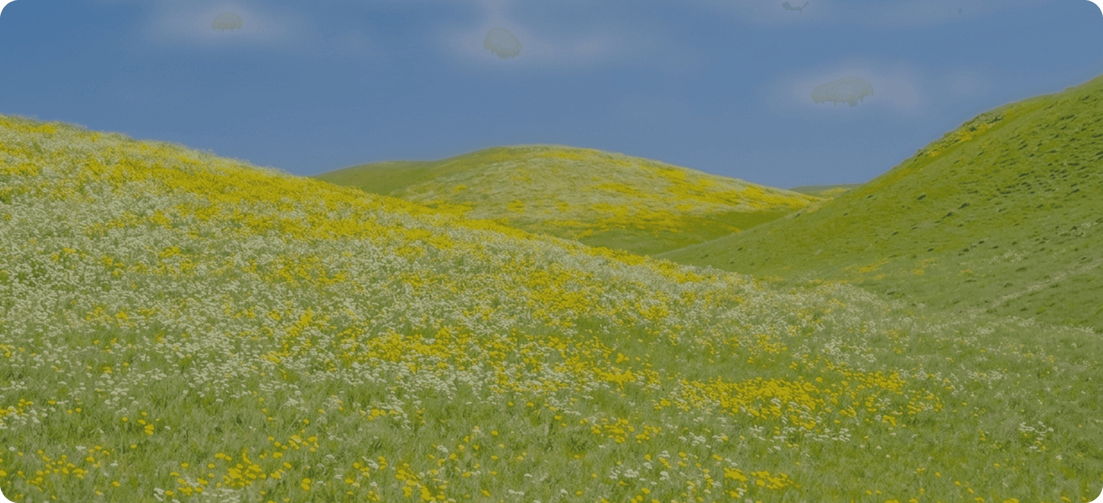 Yellow wildflowers hill